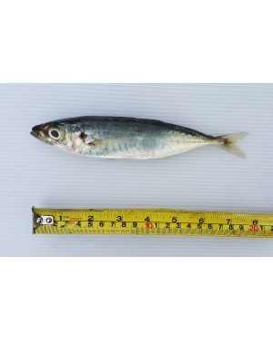 Ikan Sardin 沙丁鱼 Sardine