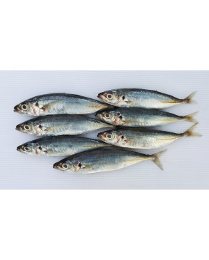Ikan Sardin 沙丁鱼 Sardine