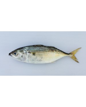 Ikan Kembong Pelaling 甘望鱼 Short Mackerel 