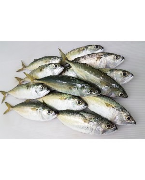 Ikan Kembong Pelaling 甘望鱼 Short Mackerel 
