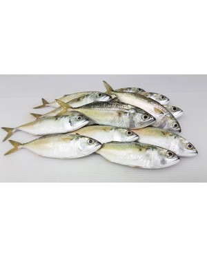 Ikan Kembong Pelaling 甘望鱼 Short Mackerel 
