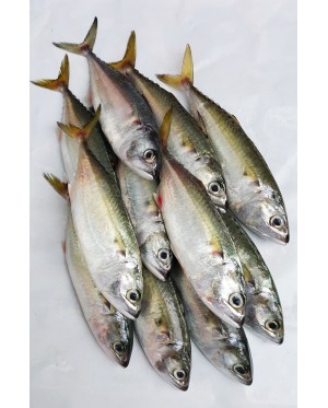 Ikan Kembong Pelaling 甘望鱼 Short Mackerel 