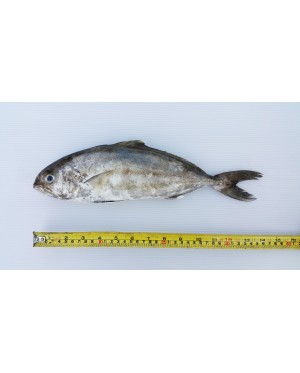 Ikan Tauhu 油甘鱼