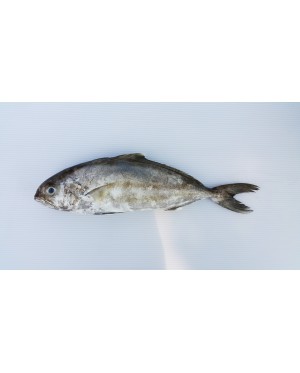 Ikan Tauhu 油甘鱼