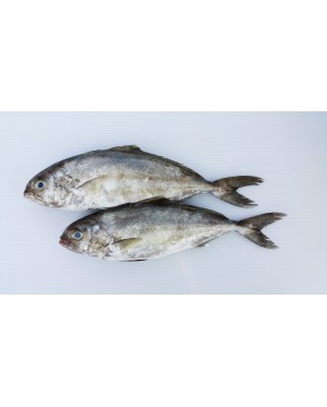 Ikan Tauhu 油甘鱼
