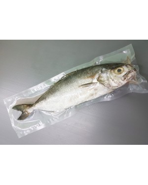 Ikan Tauhu 油甘鱼