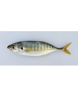 Ikan Selar 色拉鱼 Yellowtail Scad