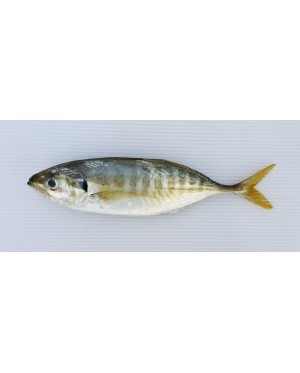 Ikan Selar 色拉鱼 Yellowtail Scad