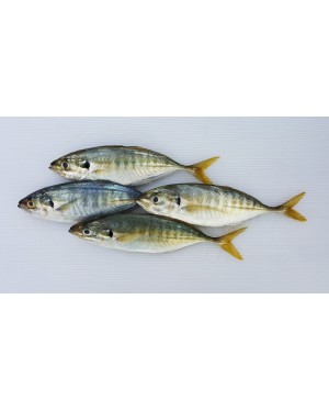 Ikan Selar 色拉鱼 Yellowtail Scad