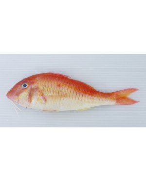 Ikan Kerisi Emas 金鲤鱼