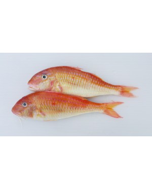 Ikan Kerisi Emas 金鲤鱼