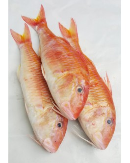 Ikan Kerisi Emas 金鲤鱼