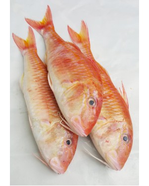 Ikan Kerisi Emas 金鲤鱼