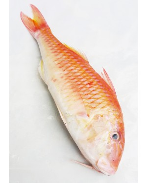 Ikan Kerisi Emas 金鲤鱼