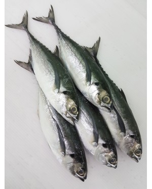 Ikan Cencaru 硬尾鱼 Hardtail Scad