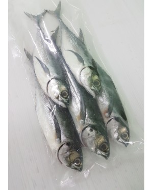 Ikan Cencaru 硬尾鱼 Hardtail Scad