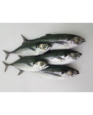 Ikan Cencaru 硬尾鱼 Hardtail Scad