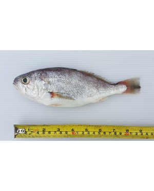 Ikan Gelama 白月鱼 