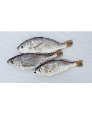 Ikan Gelama 白月鱼 