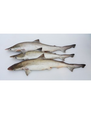Ikan YU 鲨鱼仔 Shark - per 500g