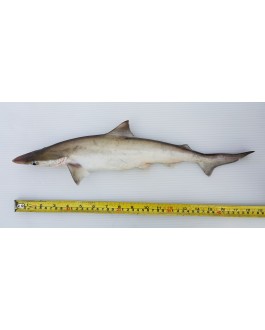 Ikan YU 鲨鱼仔 Shark - per 500g