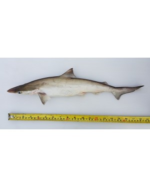 Ikan YU 鲨鱼仔 Shark - per 500g