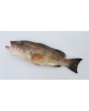 Ikan Kerapu Bunga 花斑鱼 Grouper