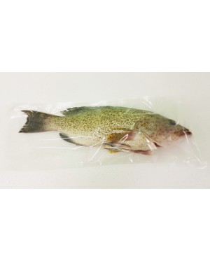 Ikan Kerapu Bunga 花斑鱼 Grouper