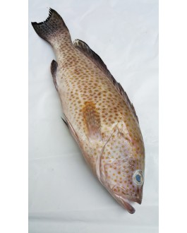 Ikan Kerapu Bunga 花斑鱼 Grouper