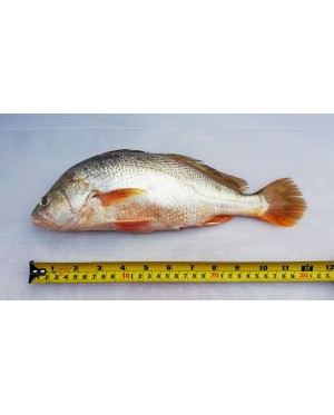 Ikan Gelama Papan 金板鱼 