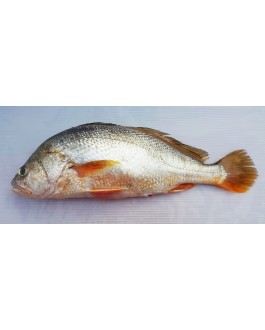 Ikan Gelama Papan 金板鱼 