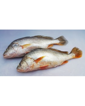 Ikan Gelama Papan 金板鱼 