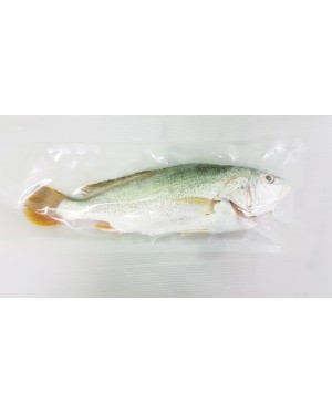 Ikan Gelama Papan 金板鱼 