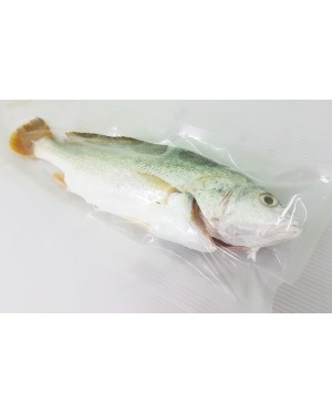 Ikan Gelama Papan 金板鱼 