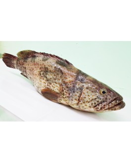 Ikan Kerapu 石斑鱼 Grouper