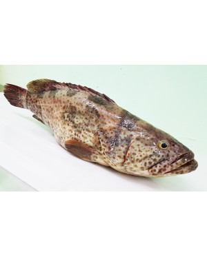Ikan Kerapu 石斑鱼 Grouper
