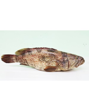 Ikan Kerapu 石斑鱼 Grouper