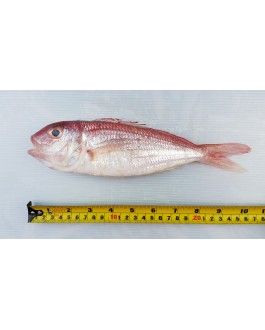 Ikan Kerisi Panjang 长鲤鱼