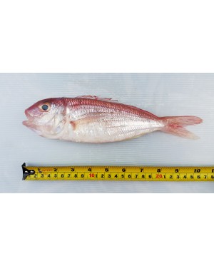 Ikan Kerisi Panjang 长鲤鱼