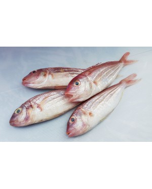 Ikan Kerisi Panjang 长鲤鱼