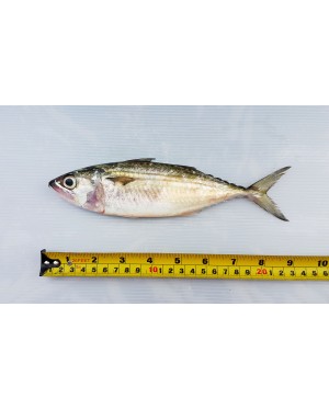 Ikan Kembong Hitam / Mabong 马望鱼 Island Mackerel