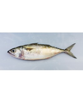 Ikan Kembong Hitam / Mabong 马望鱼 Island Mackerel