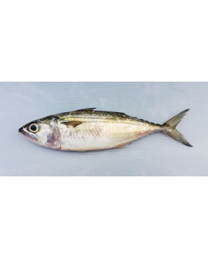 Ikan Kembong Hitam / Mabong 马望鱼 Island Mackerel