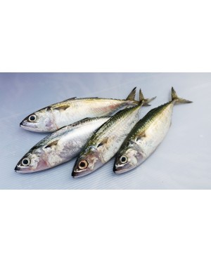Ikan Kembong Hitam / Mabong 马望鱼 Island Mackerel