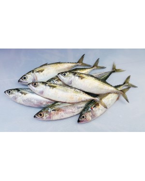 Ikan Kembong Hitam / Mabong 马望鱼 Island Mackerel