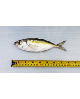 Ikan Mata Besar 大目鱼