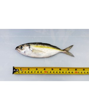 Ikan Mata Besar 大目鱼