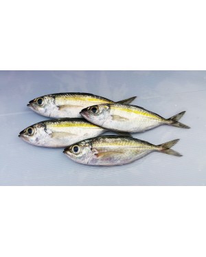 Ikan Mata Besar 大目鱼