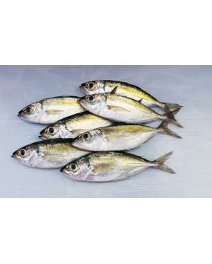 Ikan Mata Besar 大目鱼