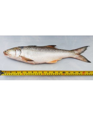 Ikan Senangin (XL) 马友鱼 (特大) Fourfinger Threadfin (XL) / Ma Yau (XL)